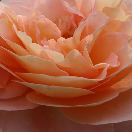 Online rózsa kertészet - virágágyi floribunda rózsa - rózsaszín - Rosa Sangerhäuser Jubiläumsrose ® - diszkrét illatú rózsa - W. Kordes’ Söhne® - Élénk vörös színű, csoportosan nyíló bokros, habitusú rózsa.